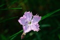 Bath`s Pink - Dianthus Gratianopolitanus Royalty Free Stock Photo